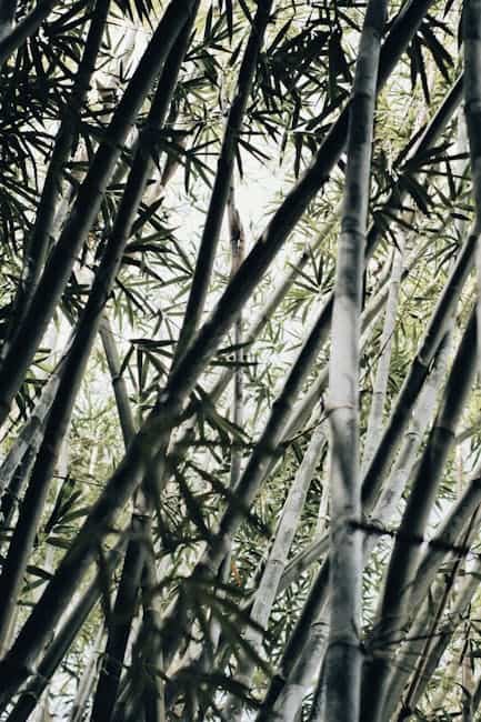 Opdag hvorfor vores bambusstrømper er en favorit\n